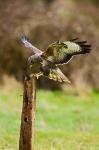 UK, Common Buzzard bird on wooden post