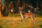 UK, Forest of Dean, Fallow Deer