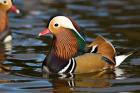 UK, Mandarin Duck wildlife