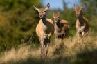 UK, England, Red Deer, Hinds on heathland