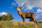 UK Red Deer in countryside