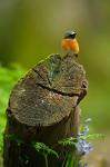 Redstart bird, Forest of Dean, Gloucestershire, UK