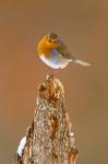 UK, Robin bird on tree stump, Winter