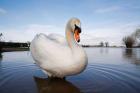 Mute Swan (Cygnus olor) on flooded field, England