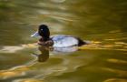UK, Tufted Duck on pond reflecting Fall colors