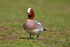 Wigeon bird walking on grass England, UK