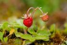 UK, England, Strawberry fruit, garden