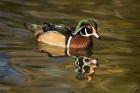 USA Carolina or Wood Duck, reflected in a Pond