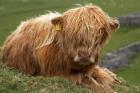 Highland cow, Farm animal, North Yorkshire, England