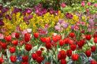 Tulips in St James's Park, London, England, United Kingdom