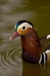 Mandarin Duck, Slimbridge Wildfowl and Wetlands Trust, England