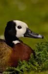 White-faced Whistling Duck, England