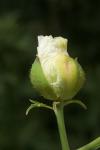 Californian tree poppy flower ready to bloom