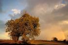 Trees after Rain and Rainbow, West Yorkshire, England