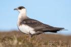 Arctic Skua Great Britain, Scotland, Shetland Islands