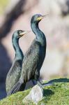 European Shag Or Common Shag On The Shetland Islands In Scotland