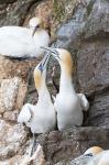 Northern Gannet, Hermaness Bird Reserve, Unst Island, Scotland