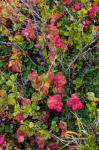 Greenland, Eqip Sermia Dwarf Birch And Other Tundra Plants