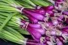 Purple Scallions