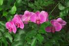 Hybrid Orchid, Lincoln Park Conservatory, Chicago, Illinois