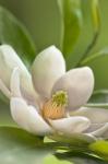 Magnolia Tree Flower Blossom