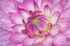 Pink Dahlia
