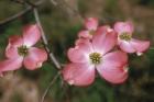 Pink Dogwood Blooms