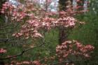 Pink Dogwood Blooms