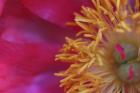 Peony Abstract