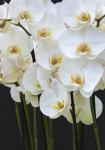 White Orchid Blooms 1