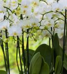 White Orchid Blooms 2