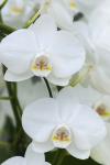 White Orchid Blooms