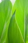 Canna Leaf Close-Up 1