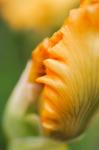 Peach Bearded Iris 1