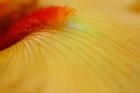 Peach Bearded Iris 2