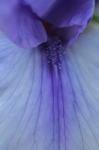 Lavender Bearded Iris