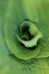 Hosta Leaf Detail 1