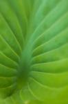 Hosta Leaf Detail 3