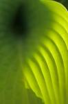 Hosta Leaf Detail 4