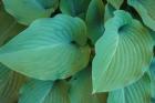 Hosta Leaf Detail 5