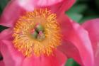 Pink Peony Bloom