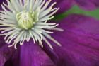 Purple Clematis Bloom