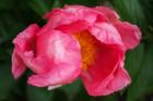 Pink Peony Bloom 2