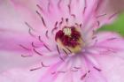 Pale Pink Clematis Blossom 1