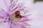 Pale Pink Clematis Blossom 2