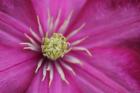 Pale Pink Clematis Blossom 3