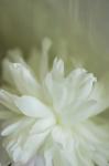 White Peony 2