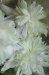 White Peony 3