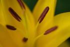 Yellow Daylily Flower Close-Up 2