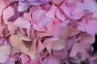 Pink Hydrangea Blossom 1